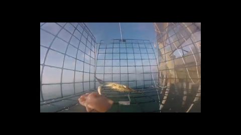 פריים מתוך עבודת הוידאו של עדן זורניצר - Trapped