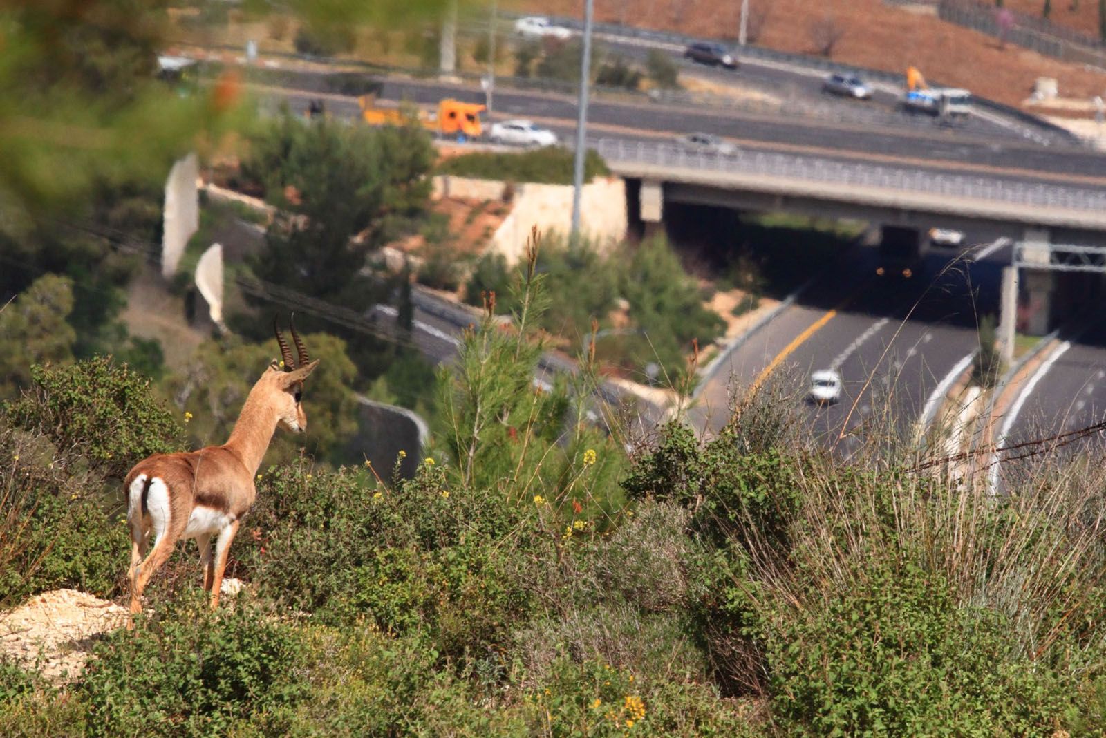 עיצוב אורבני, אייל צופה על כביש