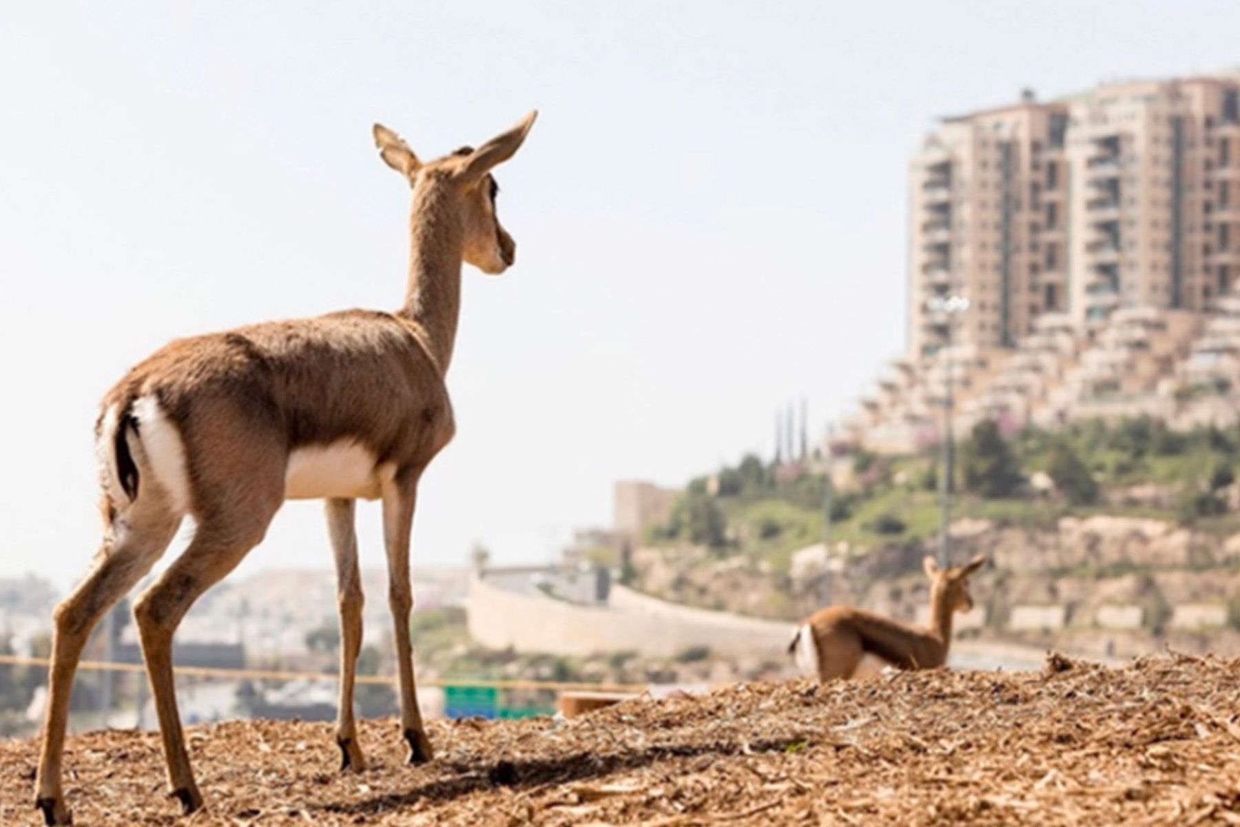 צבי בפארק