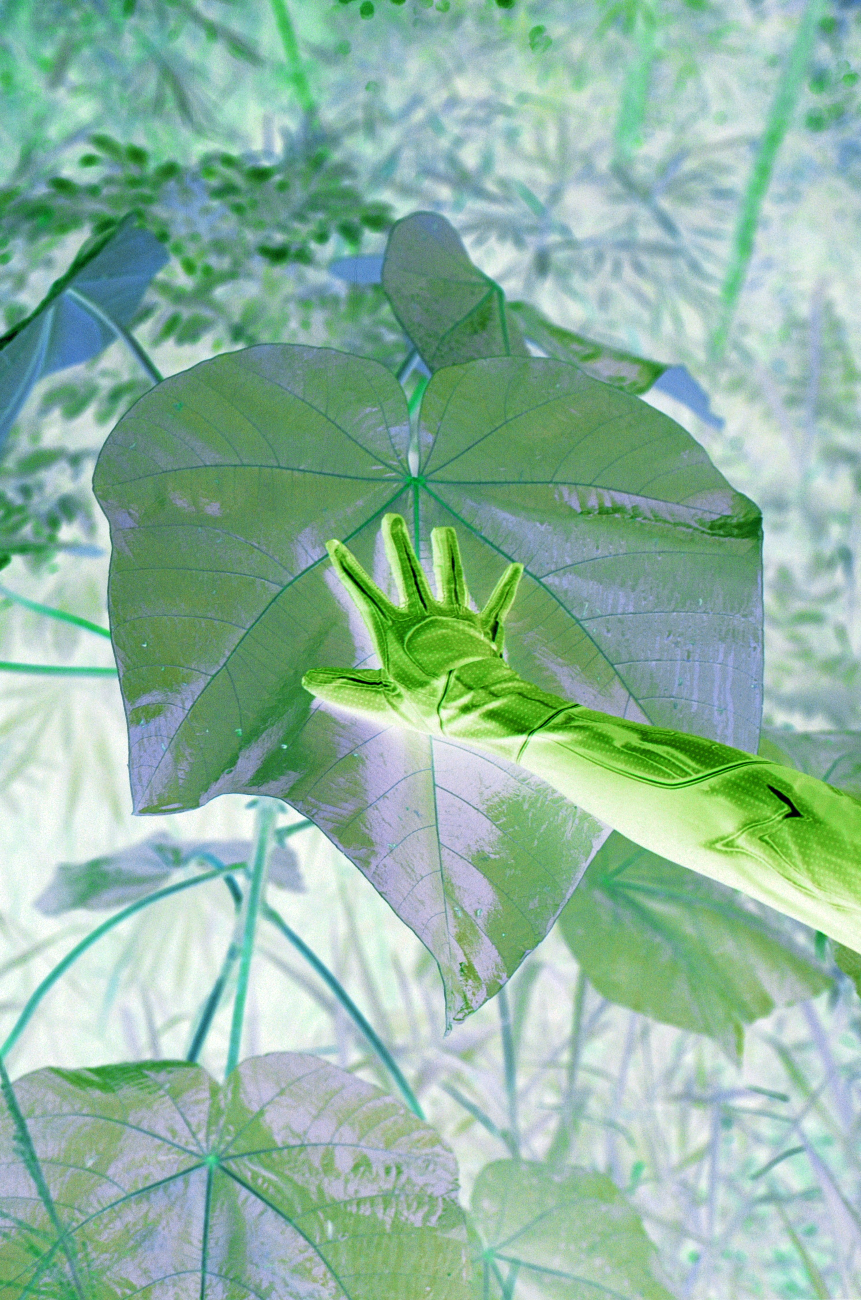 Patricia Domínguez, Matrix Vegetal, 2022 (photo: Emilia Martín)