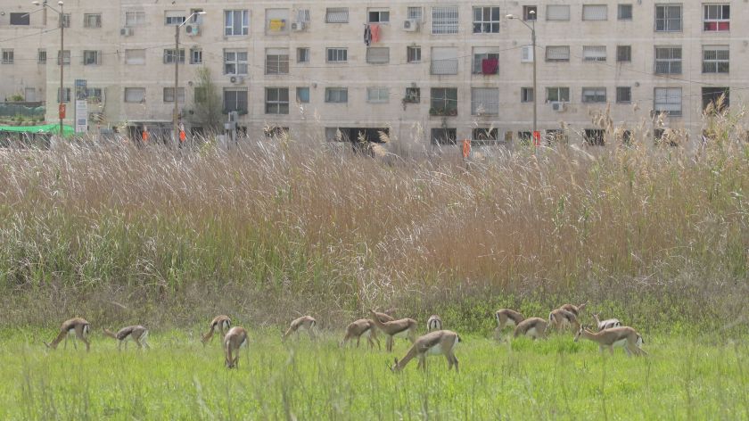 תמונה של צבאים בשטח עירוני